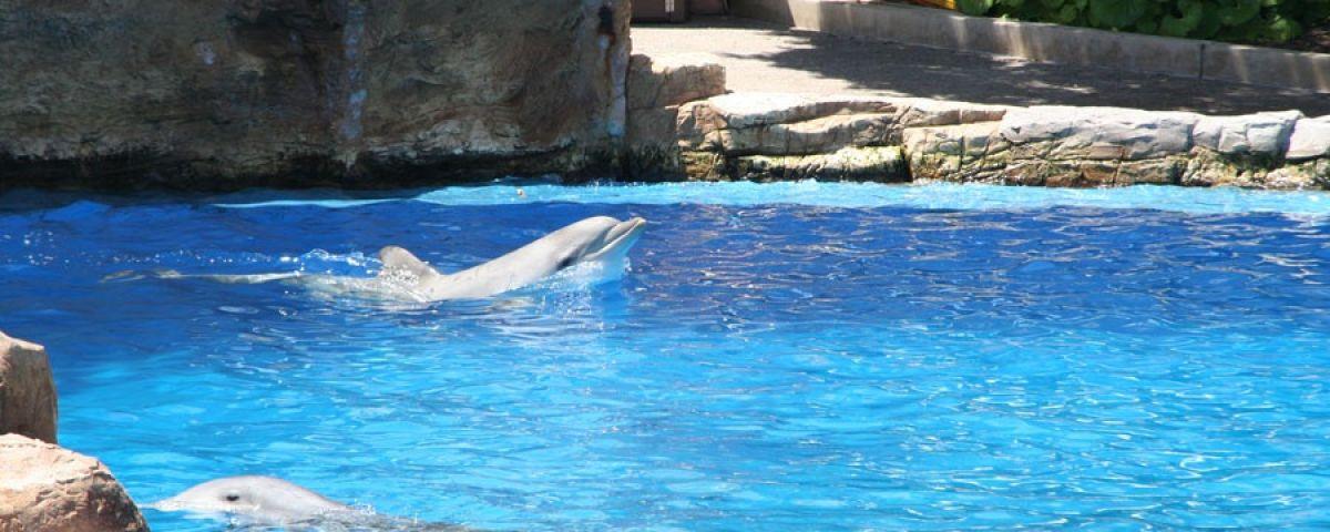 Dolphin Stadium in Sea World San Diego