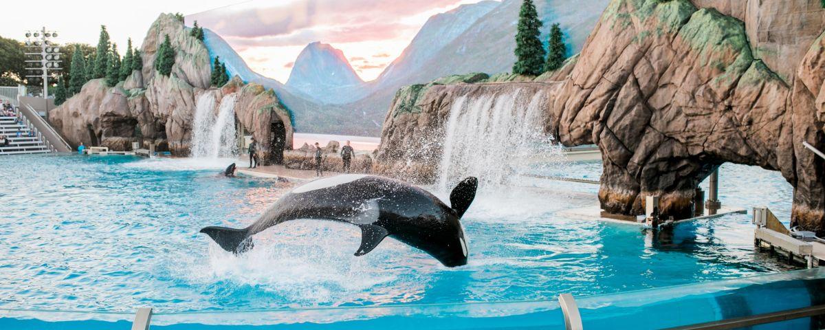 Orka in Sea World San Diego