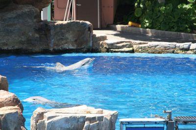 Dolphin Stadium in Sea World San Diego