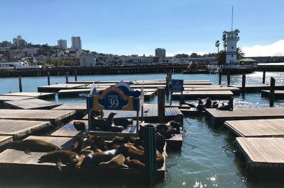 Pier 39