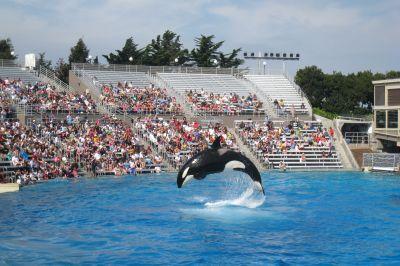 Orka in Sea World San Diego