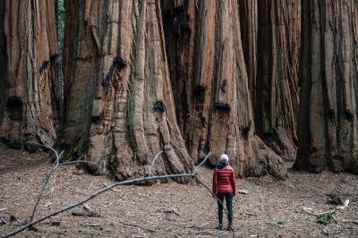 Sequoia National Park